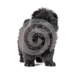 Fluffy black chow-chow puppy, isolated on white background