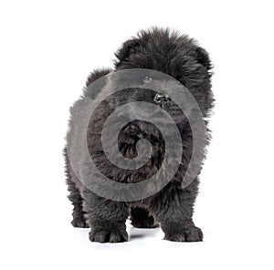 Fluffy black chow-chow puppy, isolated on white background photo