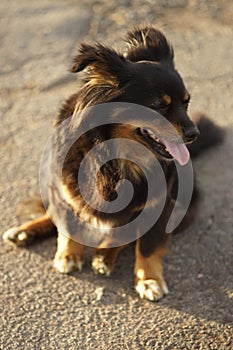 Fluffy black dog sits on a sunny road