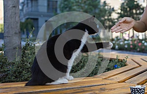 Fluffy Kitten Or Outbred Cat Sit On Green Grass Play With Human Hand