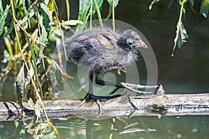 Fluffy black moorhen chick with long toes