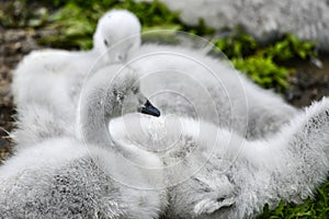 Fluffy Black necked swan cygnus melanocoryphus young cygnets