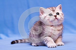 Fluffy black and white British kitten sitting on a blue background