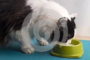 Fluffy black and white cat drinking milk from the green bowl. Th