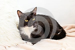 Fluffy black-white cat with green eyes is lying on soft beige plaid with white pillow