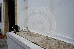 A fluffy black-white cat washes itself near a historic house in Lindos. Rhodes, Greece