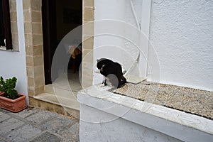 A fluffy black-white cat washes itself near a historic house in Lindos. Rhodes, Greece