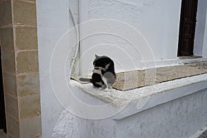 A fluffy black-white cat washes itself near a historic house in Lindos. Rhodes, Greece