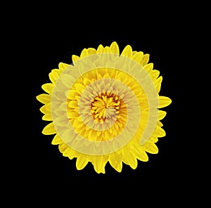 Fluffy blooming yellow chrysanthemum flower isolated on black background