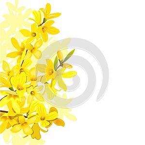 Fluffy blossoming yellow spring tree template. Forsythia suspensa, Golden Bell, flowers frame on the left.