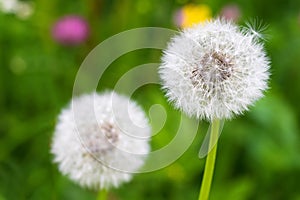 Fluffy blowball (clock) of Dandelion flower during summer in Austria, Europe