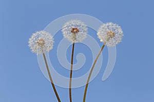 Fluffy blowballs against blue sky