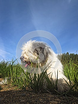 Fluffy bobtail resting on grass