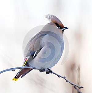 A fluffy Bohemian Waxwing