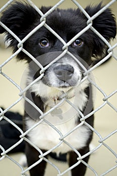 Fluffy Border Collie puppy in chain link kennel dog pound