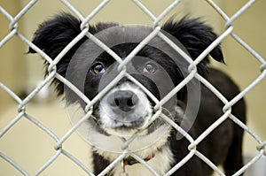 Fluffy Border Collie puppy in chain link kennel dog pound