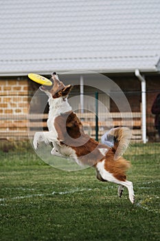 Competitions and sports with dog in fresh air on green field. Fluffy border collie of reddish white sable color jumps high and photo