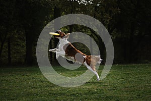 Competitions and sports with dog in fresh air on green field. Fluffy border collie of reddish white sable color jumps high and photo