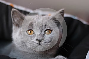 He is MÃÆcel British shorthair