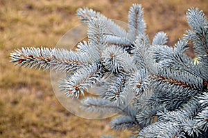 Fluffy branch of blue spruce with raindrops