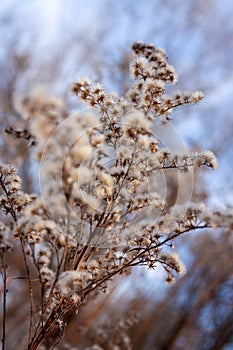 A fluffy branch stretches from the sun