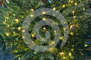 Fluffy branches of a beautiful green Christmas tree with blurry festive garland lights and golden nuts.