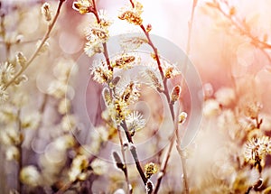 Fluffy branches of a willow