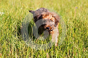 Fluffy briard puppy walking on meadow grass