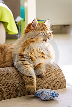 Fluffy British longhair cat laying in the livingroom