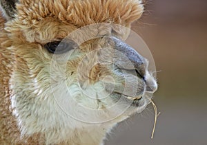 Fluffy brown alpaca head