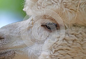 Fluffy brown alpaca head