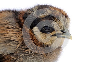 Fluffy Brown Baby Chicken Close-Up on White Background