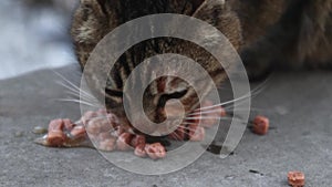 Fluffy brown cat eats food on the ground