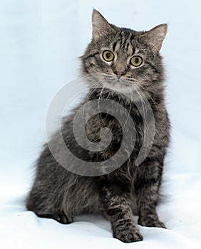 Fluffy brown cat portrait