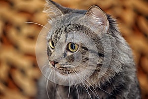 Fluffy brown cat portrait