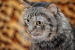 Fluffy brown cat portrait