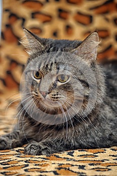 Fluffy brown cat portrait