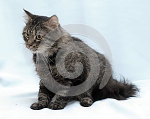 Fluffy brown cat portrait