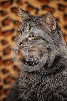 Fluffy brown cat portrait