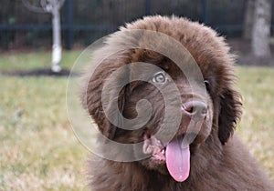 Fluffy Brown Newfoundland Puppy with His Tongue Out