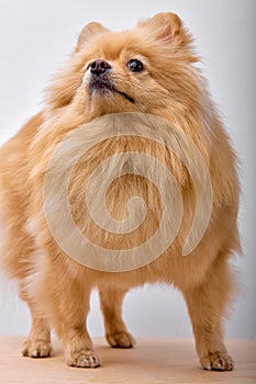 Fluffy brown pet Pomeranian Spitz Dog Standing isolated on white Background