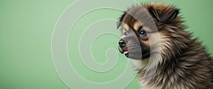 Fluffy brown puppy with soft fur and cute tongue out expression looking sideways on pastel green background for adorable pet conce photo