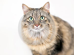 A fluffy brown tabby cat with green eyes