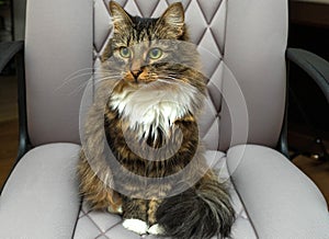 Fluffy brown tabby cat sitting in a chair and looking away