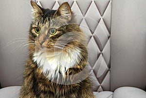 Fluffy brown tabby cat sitting in a chair and looking away. She has green eyes and a big mustache, green eyes and white breasts.