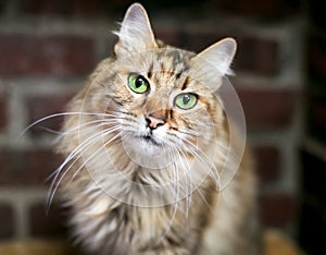 A fluffy brown tabby longhair cat with green eyes