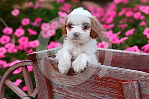 Fluffy brown and white puppy sitting in rustic wooden wheelbarrow