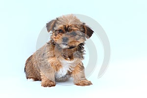 Fluffy brown and white puppy on white background