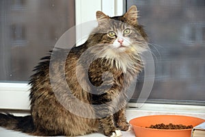 Fluffy brown with a white Siberian cat next to a bowl of food