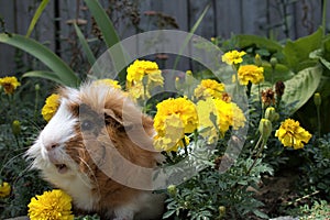 A fluffy brownish, gingery, white furred  Abyssinian guineapig sitting in marigold wheeking          